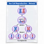 Sex Cell Reproduction - Meiosis